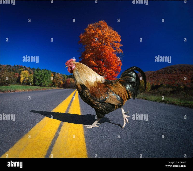 Guide to chicken road gokkast